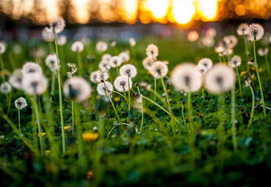 Effective Ways to Eliminate Weeds in Your Garden and Lawn