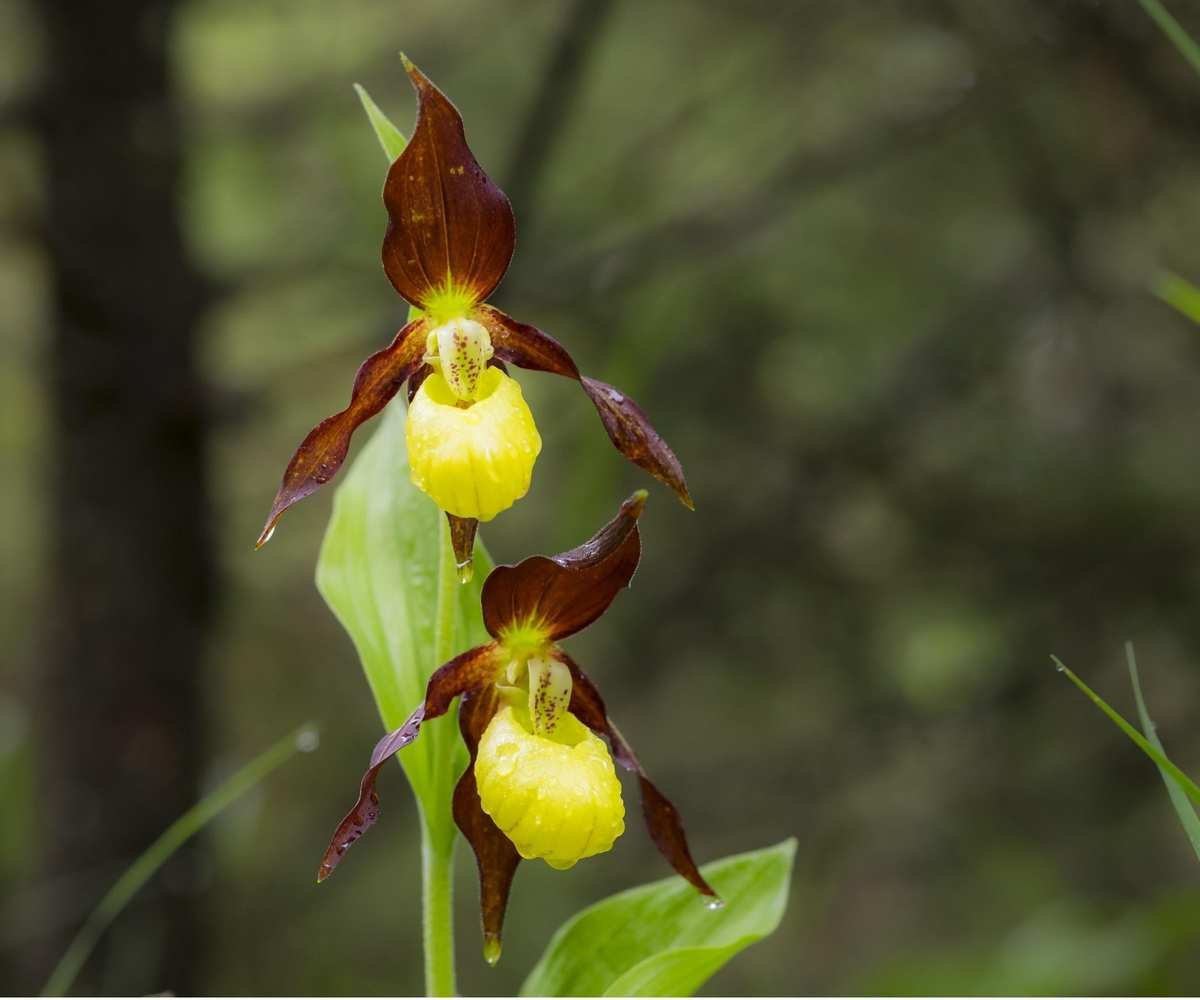 Slipper orchid