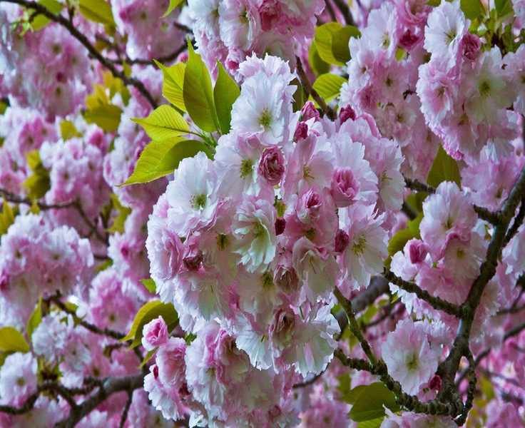 Flowering cherry tree care and growing guide – expert tips for these spring blossom favorites