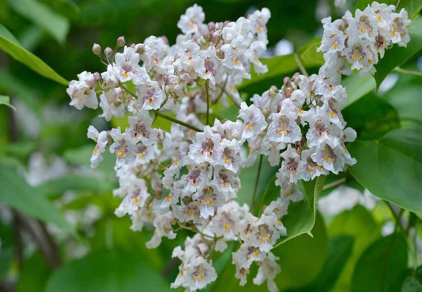 Essential Tips for Growing and Caring for Catalpa Trees