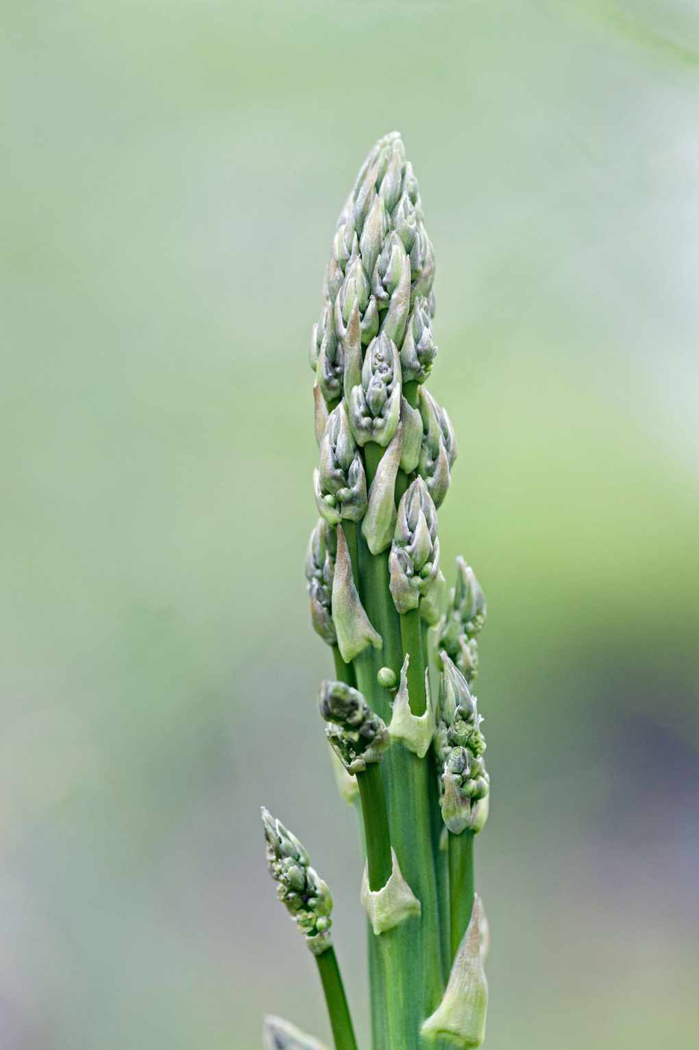 asparagus growing in vegetable bed