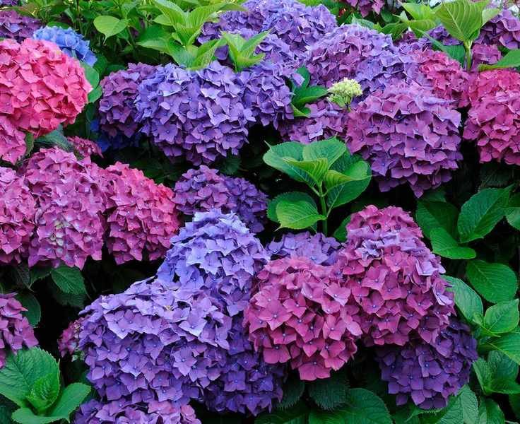 hydrangeas in a border