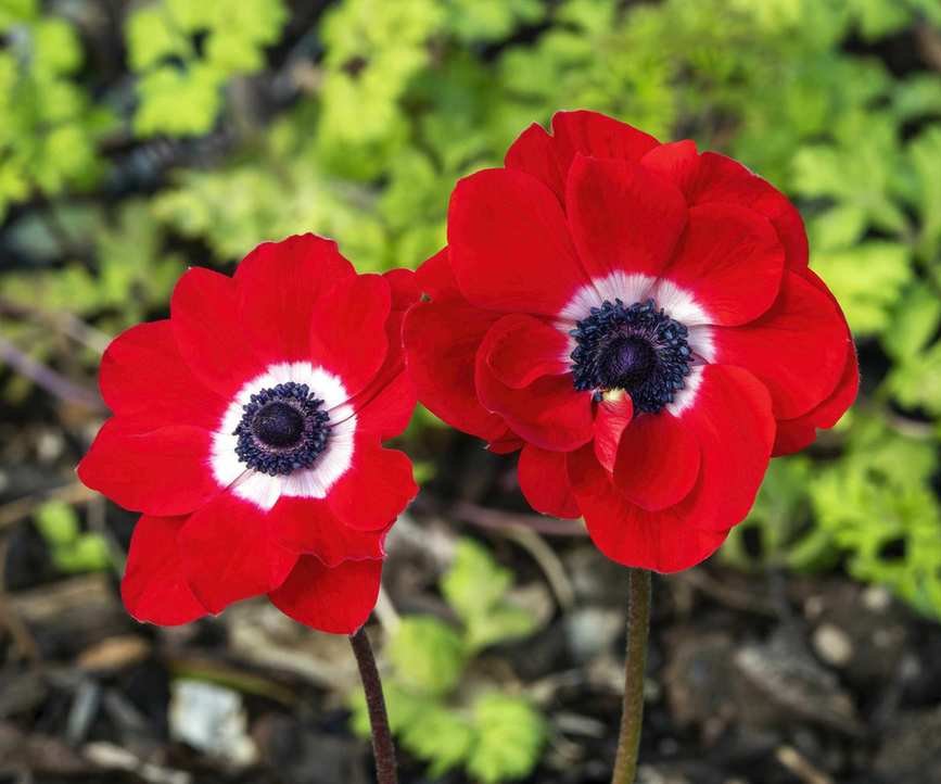 Red bloom of Anemone coronaria