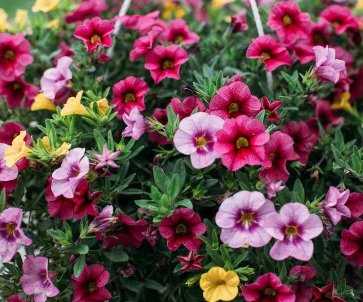 Pink, blush and yellow Calibrachoa flowers