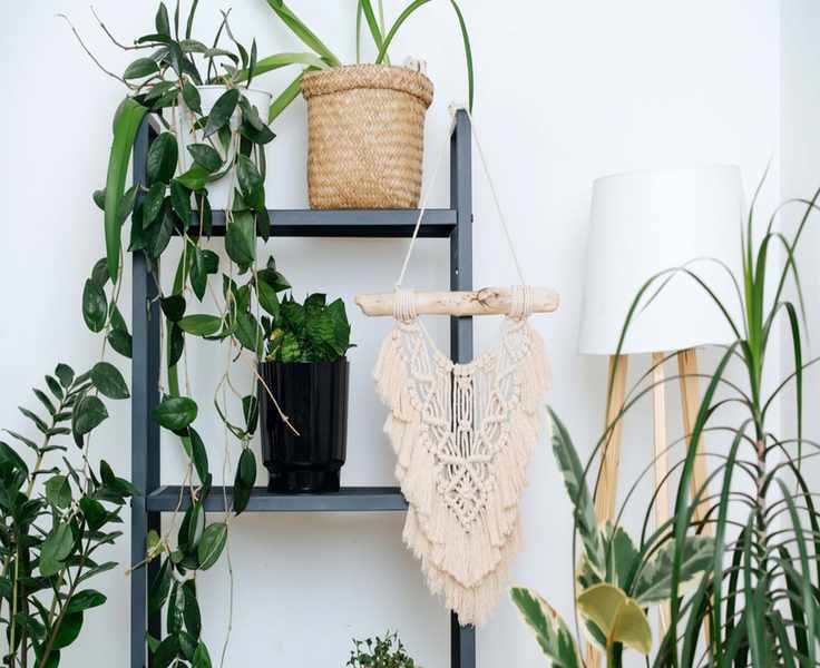 Creative Indoor Plant Shelf Ideas to Brighten Your Home