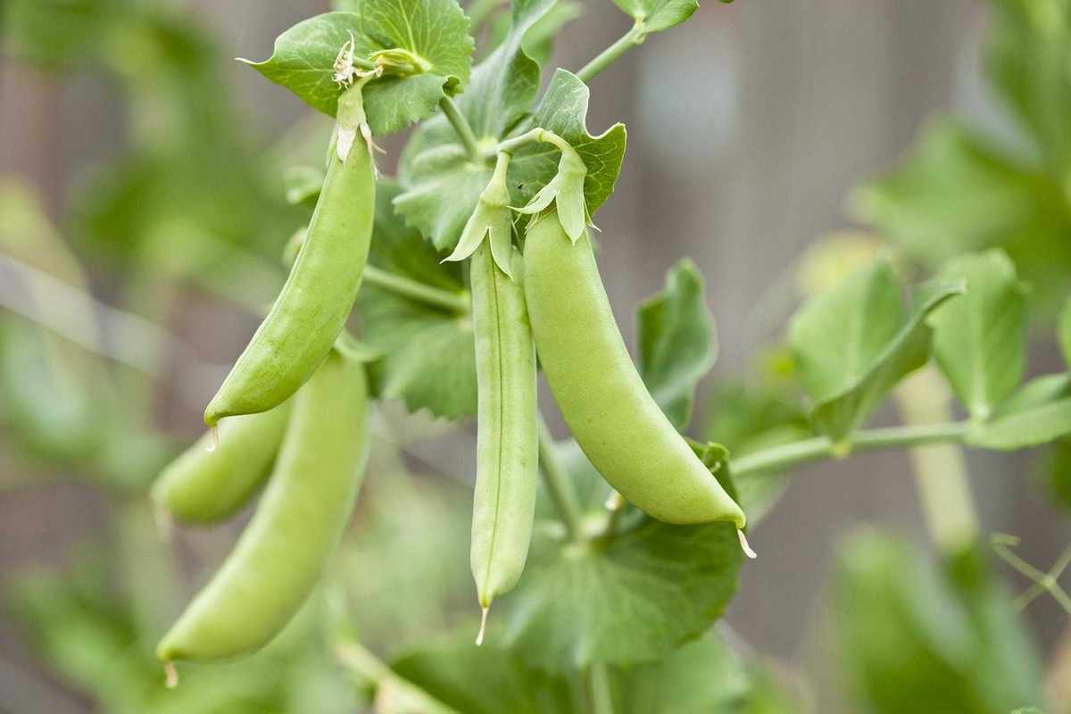 Pea plant