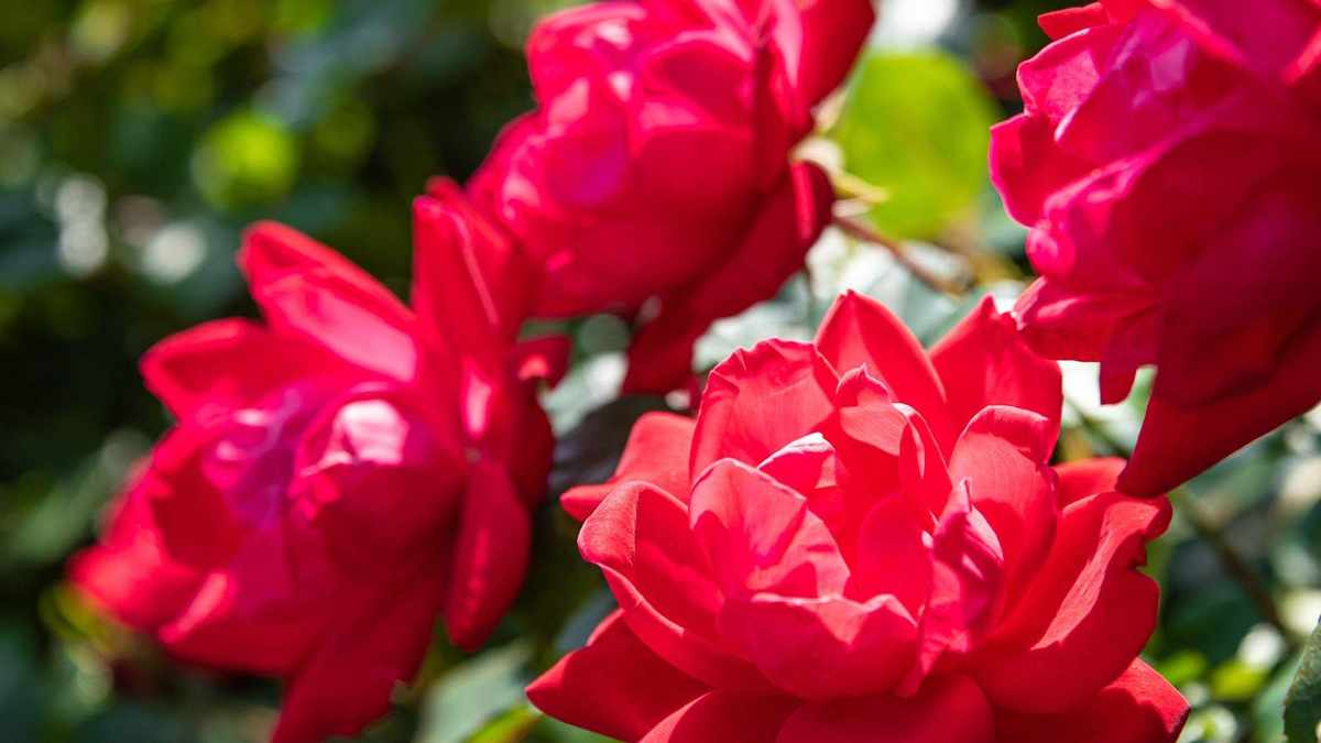 Pruning Knock Out Roses: Timing and Techniques for Healthy Blooms
