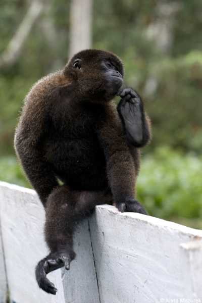 Monkey Island, Iquitos, Peru