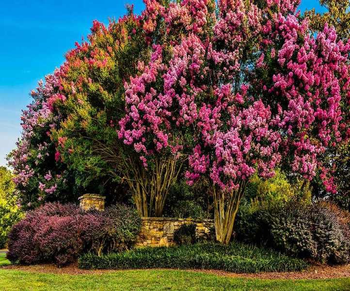 Why Your Crepe Myrtle Isn't Blooming: Key Reasons Explored