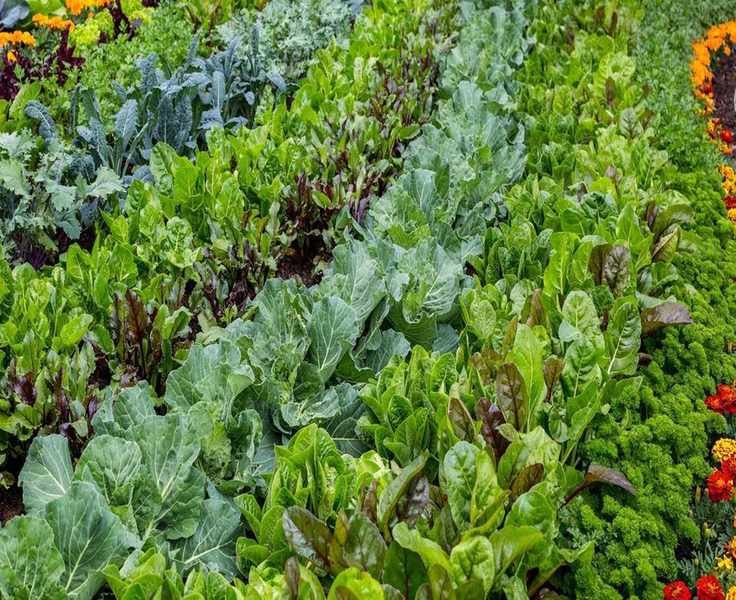 Top 10 Fast-Growing Vegetables for Quick Harvests