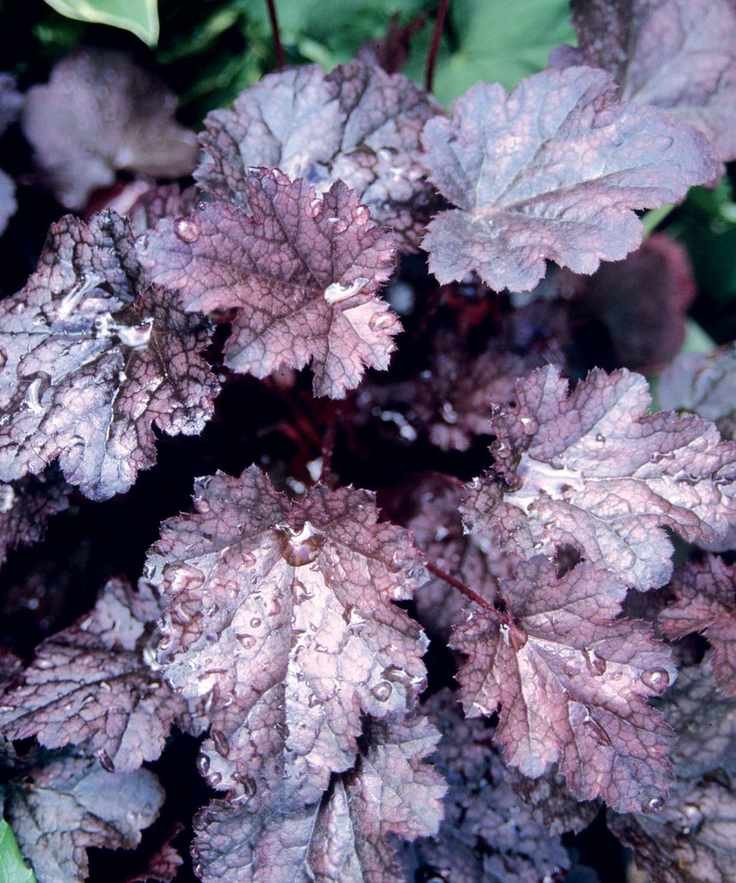 Close-up of coral bells leaves