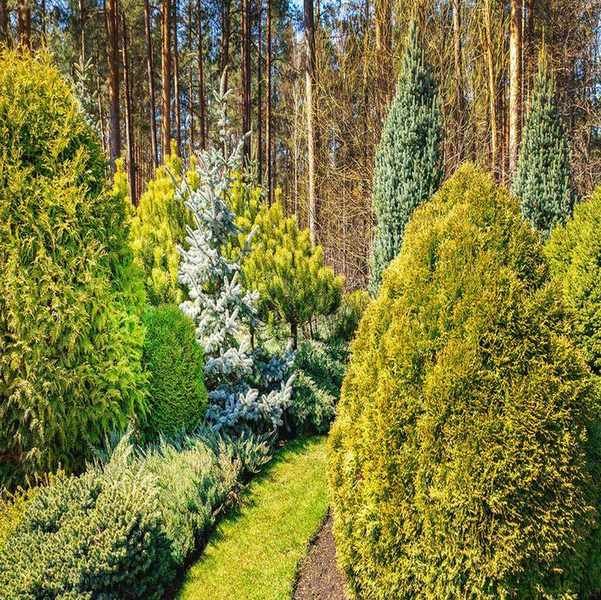 Top Pine Trees: 11 Sculptural Varieties for Every Yard