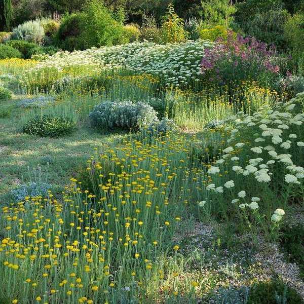 Ground cover plants that like dry conditions