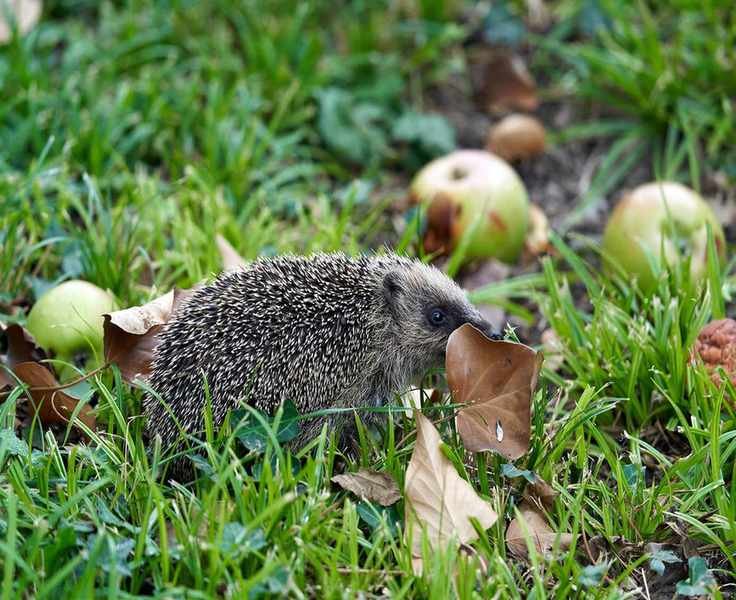 Hedgehog foraging among fallen leaves and apples