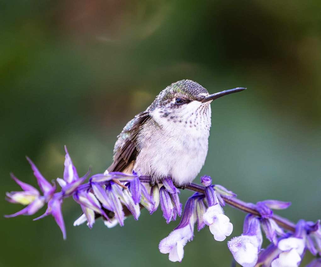Ruby Throated Hummingbird Perched on Branch