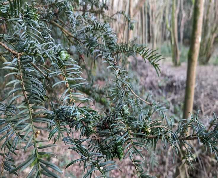 Discover the Most Effective Trees for Air Pollution Reduction
