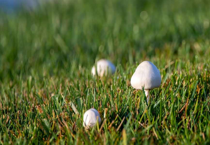 Eliminating Mushrooms on Your Lawn: Expert Tips for a Fungi-Free Space