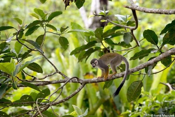 Monkey Island, Iquitos, Peru