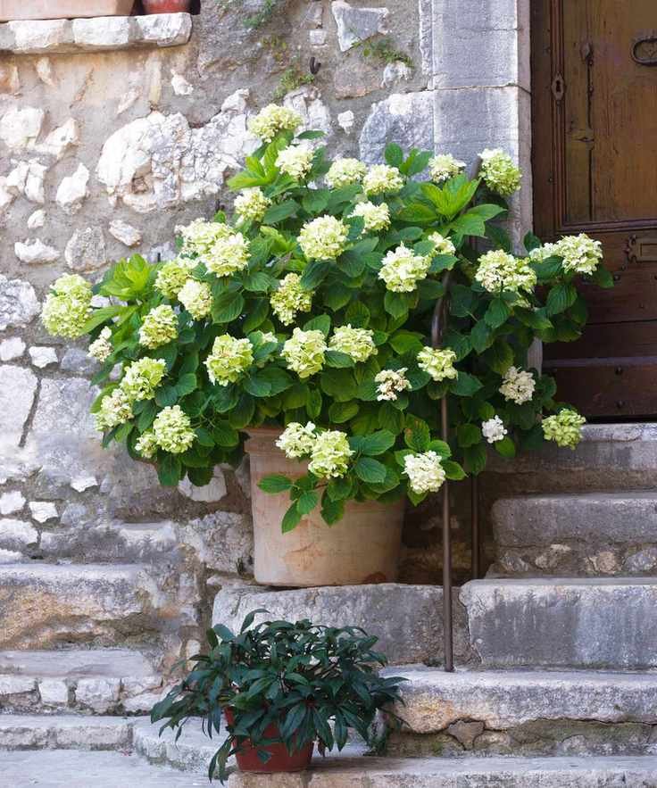 A yellow hydrangea in a terracotta pot