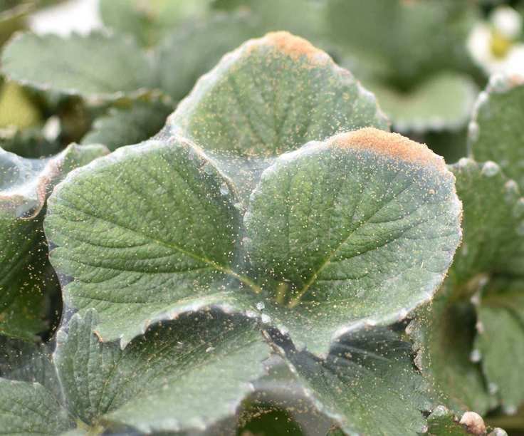 Spider mite webs on three small green leaves