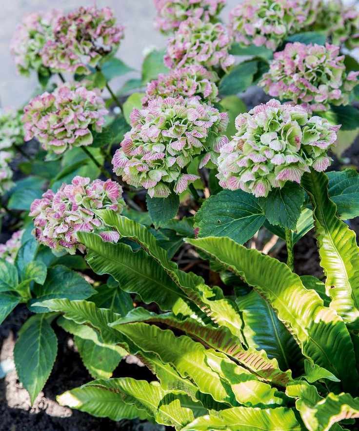 How to grow hydrangeas