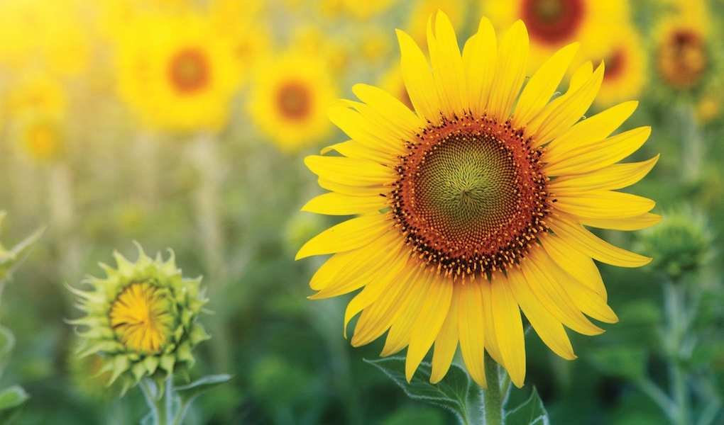 Harvesting Sunflower Seeds for Planting, Snacking, and Wildlife