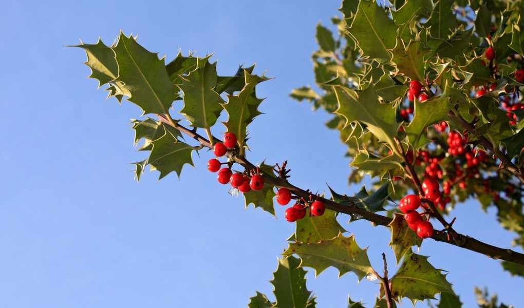 Pruning Holly Bushes: Timing and Techniques for a Vibrant Garden