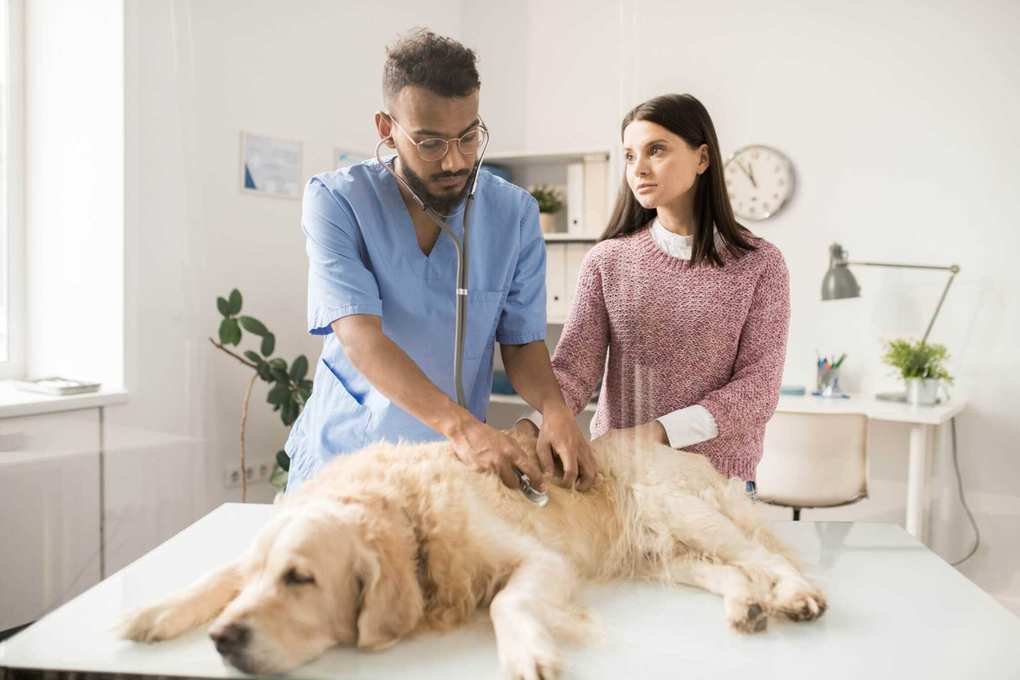 What You Should Know When Taking Your Pet to an Emergency Vet