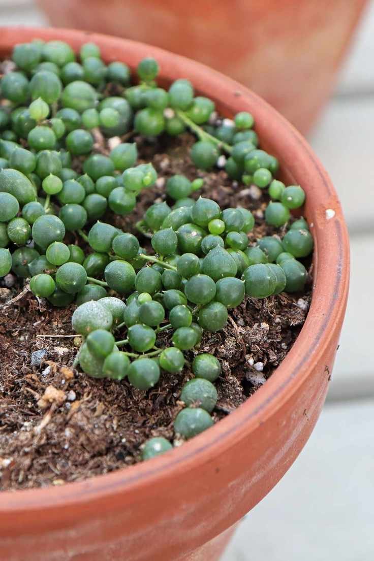 string of pearls plant in a terracotta pot with dry soil and spherical bead-shaped leaves