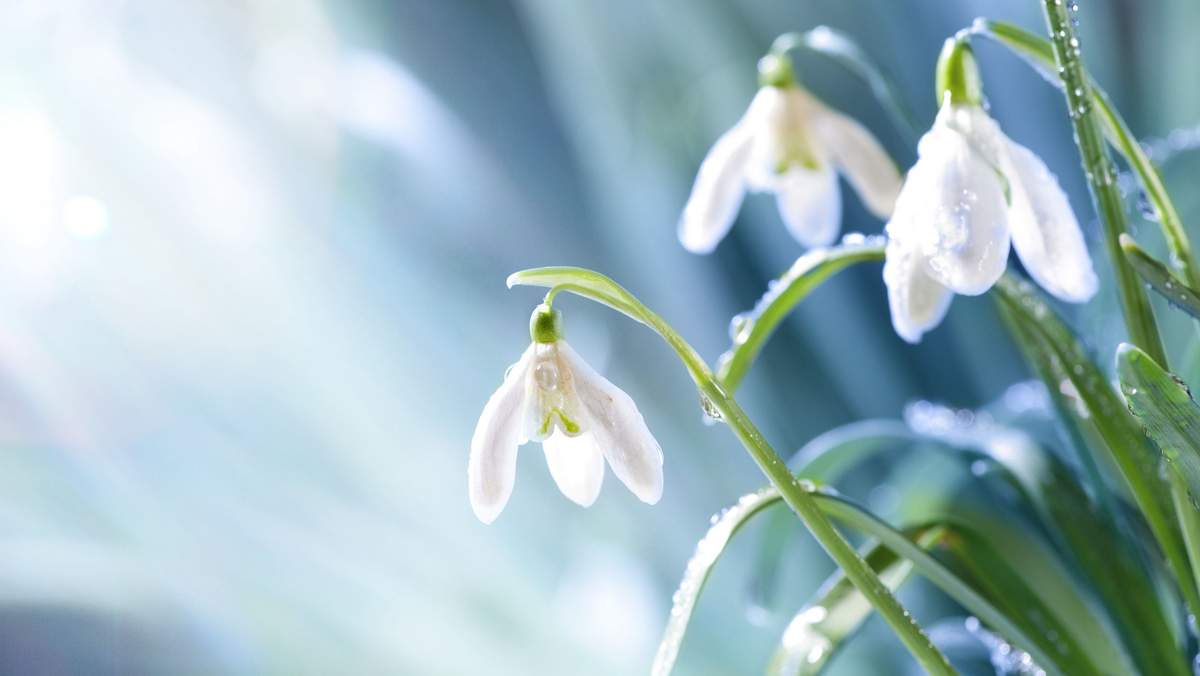 Top Snowdrops to Cultivate for a Stunning Winter Garden