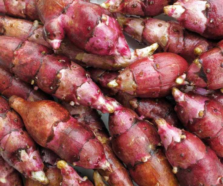 Jerusalem artichoke tubers