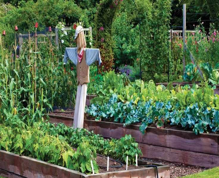 Mastering Crop Rotation for Thriving Vegetable Gardens
