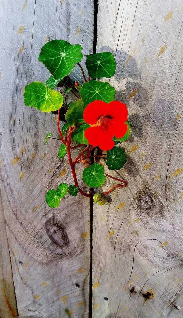 nasturtium trailing through wooden plank