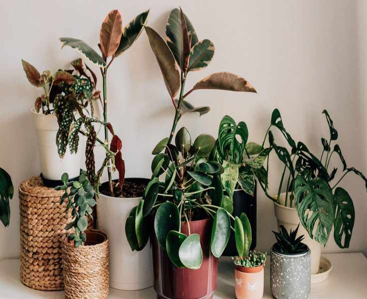 Cold-Tolerant Houseplants: 6 Indoor Plants Flourishing in Chilly Conditions
