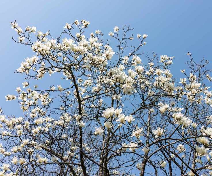 Flowering Star magnolia tree