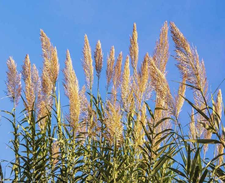 5 Invasive Plants Illegal to Grow in California and Their Native Replacements