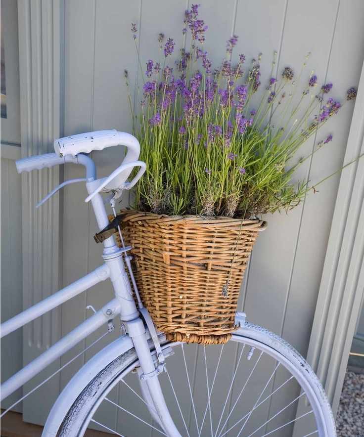 Bicycle planter