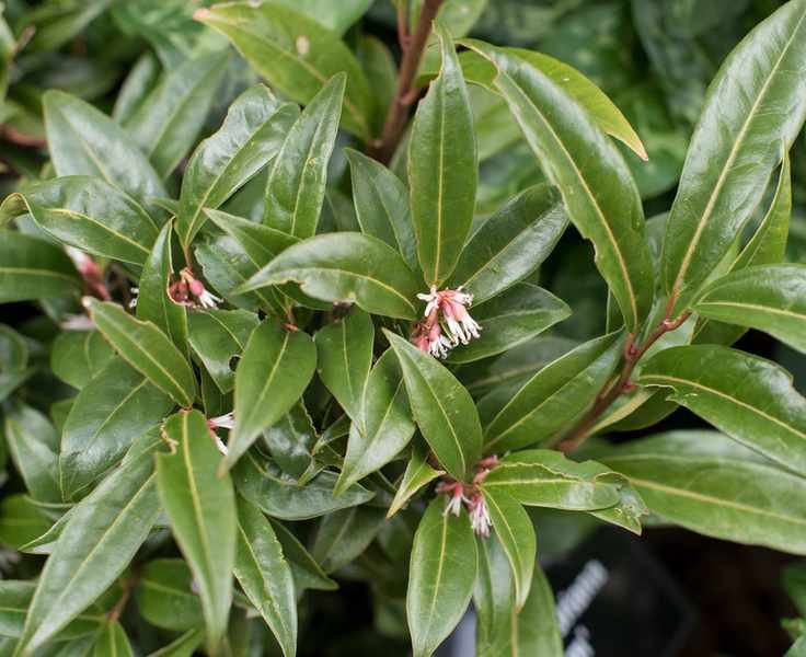 Sarcococca hookeriana ‘winter gem’