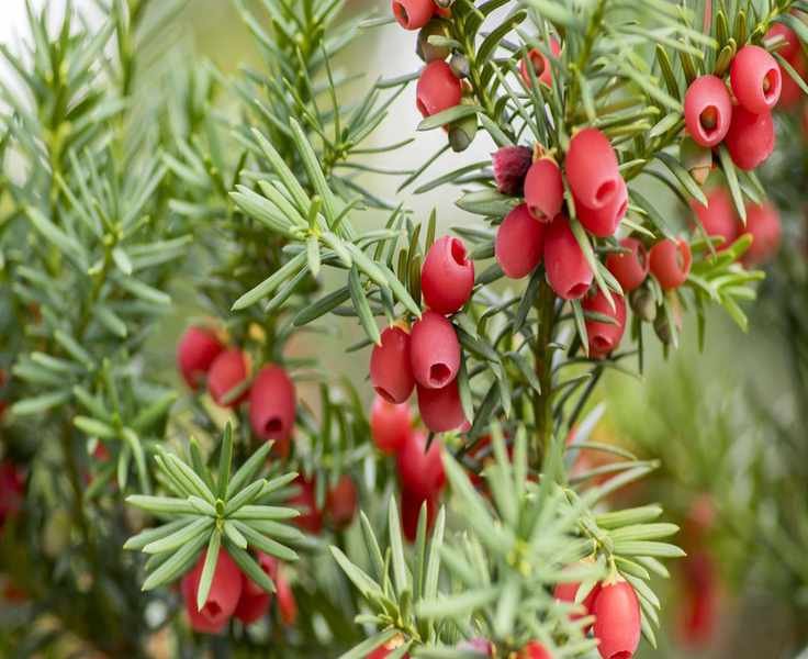 Top 5 Easy Evergreen Shrubs for Year-Round Greenery