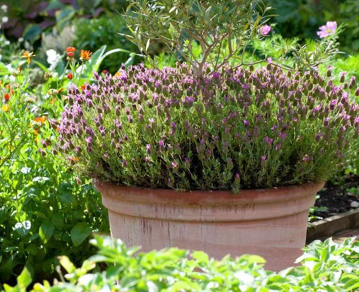 lavender planted in a terracotta pot in a garden