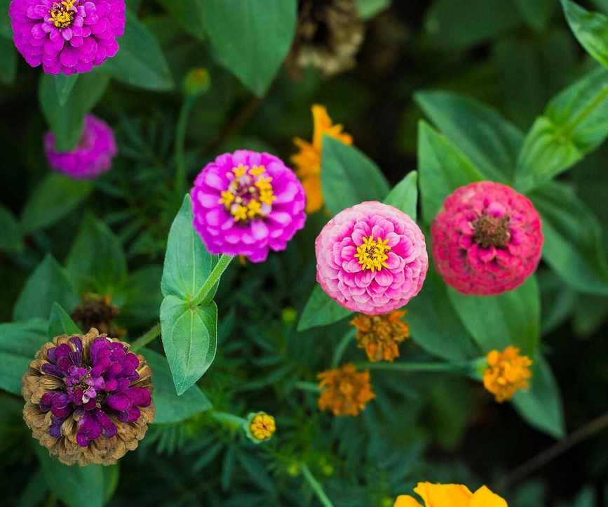 wilting zinnia flowers