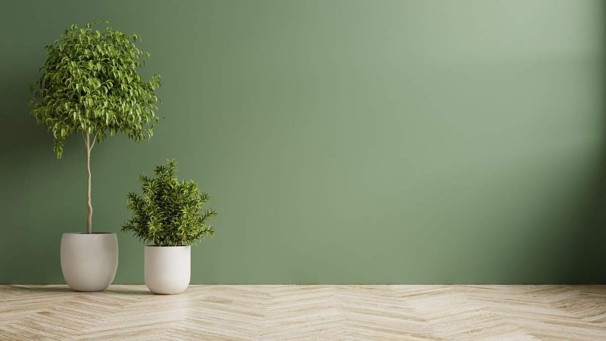 Top Low-Maintenance Indoor Trees for Effortless Home Growth