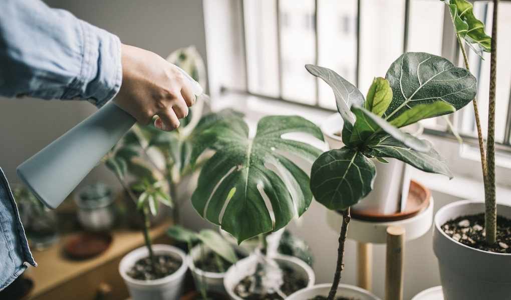 Natural Methods for Eliminating Aphids on Houseplants