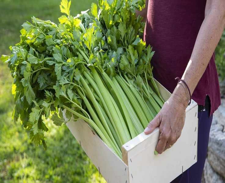 Regrowing Celery from Stalks – Free Plants for Your Kitchen