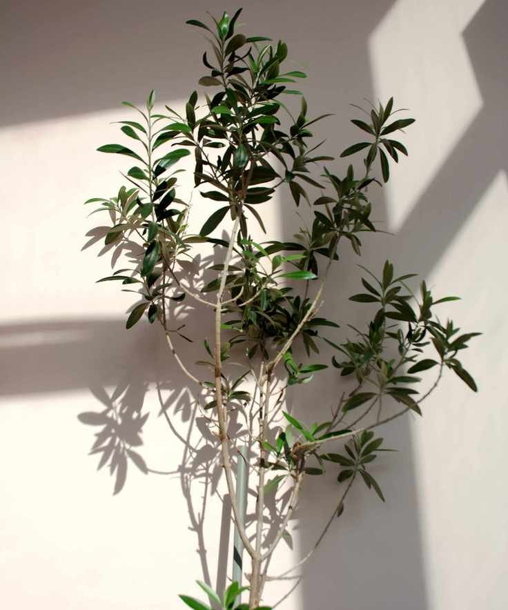Indoor olive tree in sun