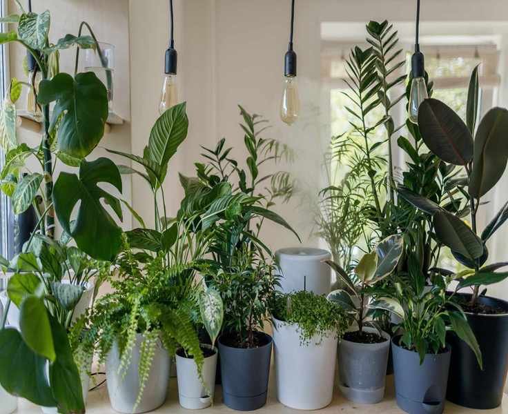 Top Winter Houseplants – 21 Indoor Plants for Cold Months