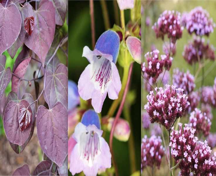 Top 5 Purple Plants to Create a Stunning Purple Border