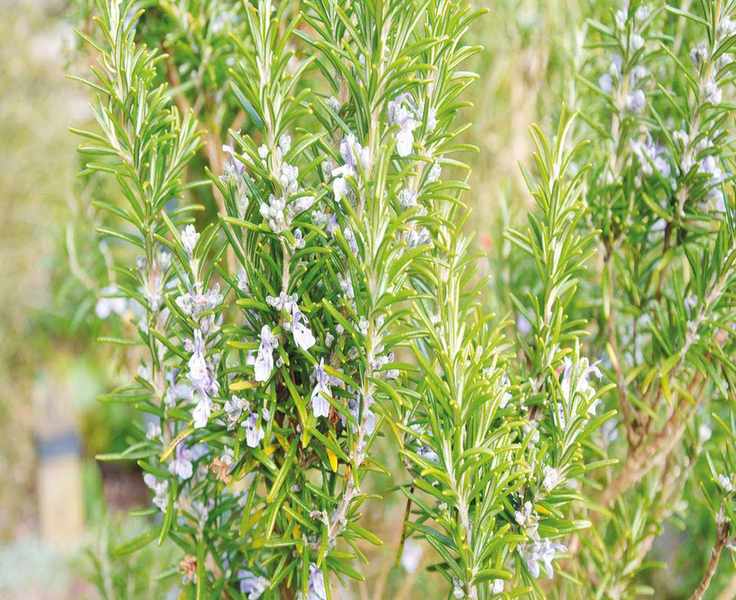 Growing Rosemary: Tips for Planting from Cuttings and Seeds