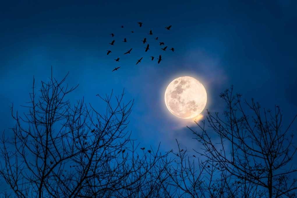 Bats flying in the night sky over a full moon