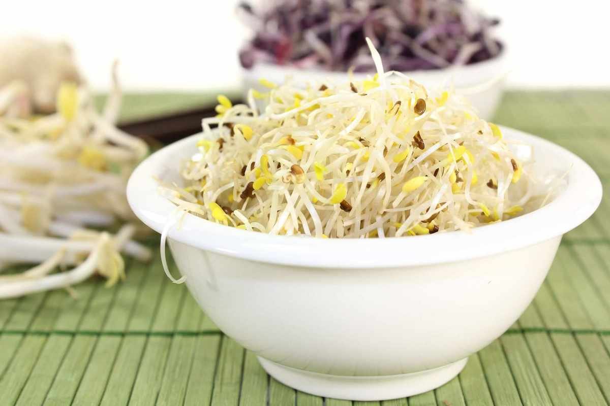 Growing Alfalfa Sprouts for Quick, Delicious Salads and Garnishes